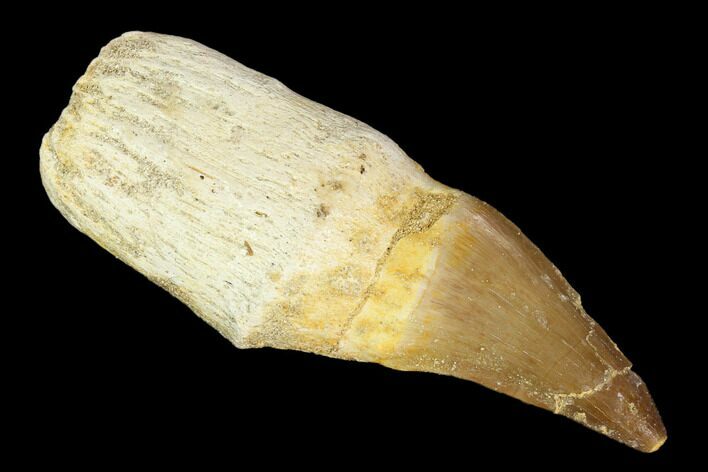 Fossil Rooted Mosasaur (Prognathodon) Tooth - Morocco #116919